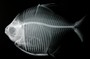 Metynnis roosevelti  FMNH 56925 x-ray 12 sec. (X476)